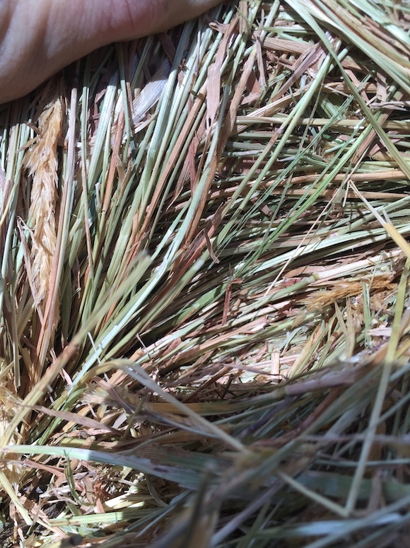 126 x Rye Grass Mix Hay 4x4 Rolls + Freight Hay & Fodder